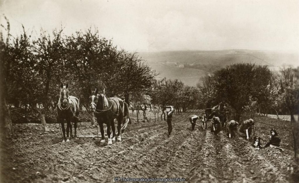 Farming potatoes with workers in a field